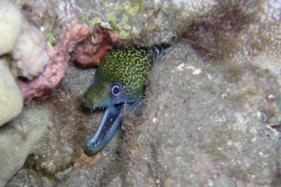 Greenhead Moray (Gymnothorax undulatus) in Crystal Cove, South Kohala by Andrew Cooper