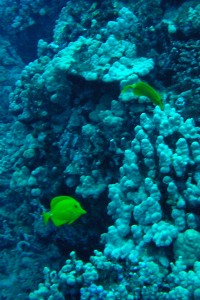 Butterfly Fish and Coral somewhere between 60 and 100 foot depth at Ulua Caverns, Kohala Coast, Hawaii.