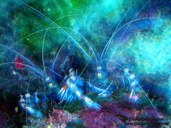 A pair of Banded Coral Shrimp (Stenopus hispidus) at 40'' depth, O''oma shore dive site, Kona Coast, Hawai''i.