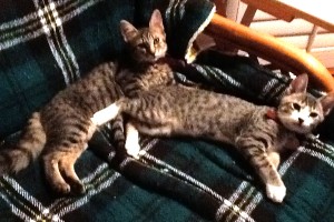 Several months later: Enter Newly Adopted Kitties - Electra and Rasalhague! 