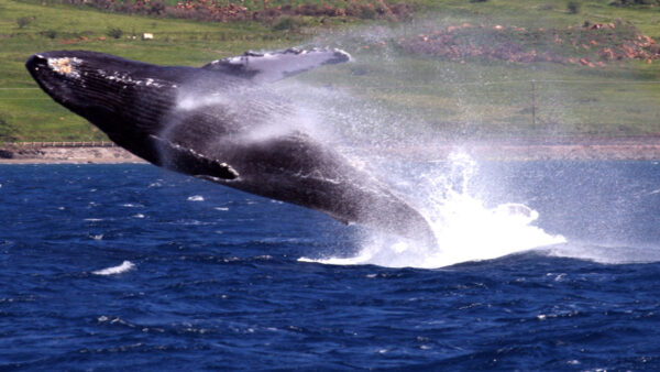 Humpback Whale in full Breach off of Maui, Hawaii