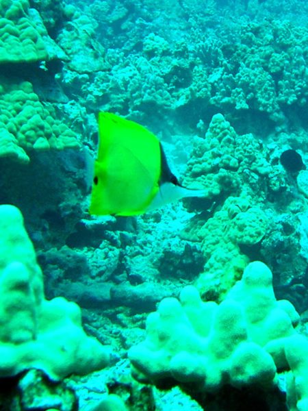 Common Longnose Butterflyfish (Forcipiger flavissimus), lauwiliwili nukunuku 'oi'oi at 33ft swimming through Lobe Coral (Porites lobata)