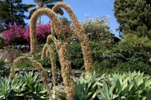 A most interesting way to flower and spread.  A variety of Agave in my neighborhood and a well kept garden behind.